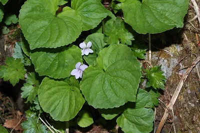 Marsh violet