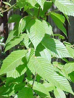 Gray birch