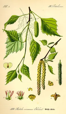 Silver Birch