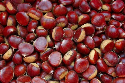 Sweet Chestnut