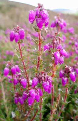 Heather-bell