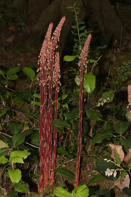 Woodland pinedrops