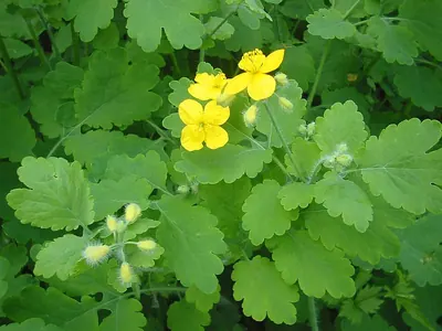 Greater Celandine