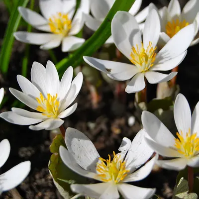 Bloodroot