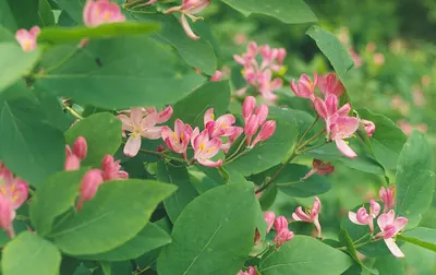 Tatarian honeysuckle