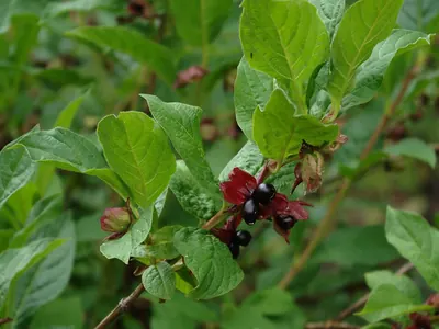 Twinberry honeysuckle