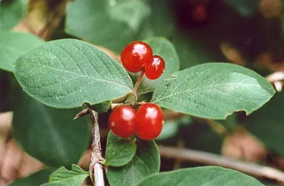 Dwarf honeysuckle