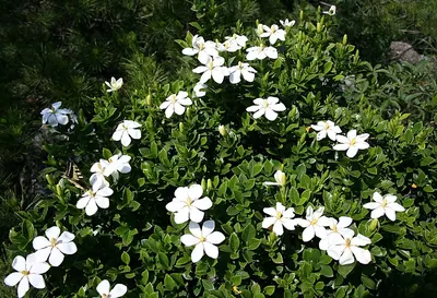 Cape jasmine