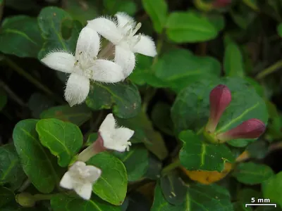 Partridge Berry
