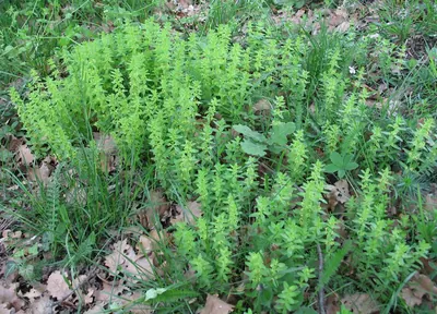 Cruciata glabra