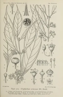 Urophyllum arboreum