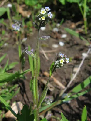 Changing forget-me-not
