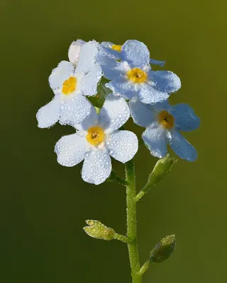 True forget-me-not