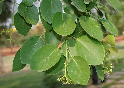 Glue fruit