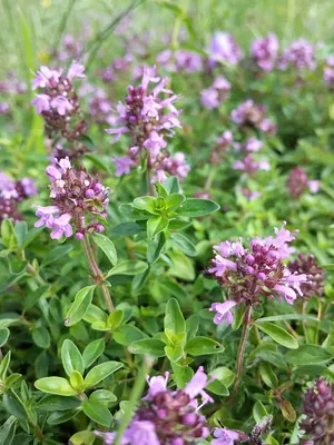 Lemon thyme