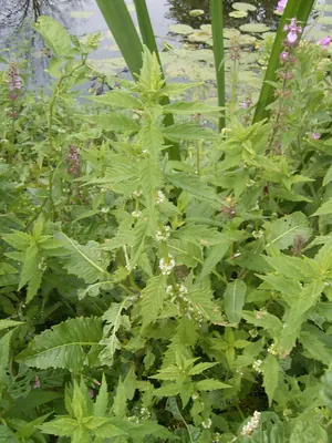 Bugleweed