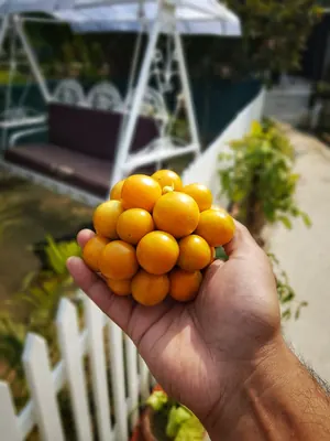 Peruvian groundcherry