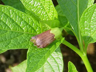 European scopolia