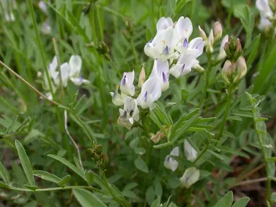 Timber milkvetch