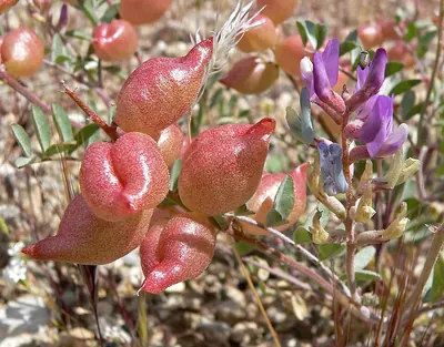 Mottled Milkvetch