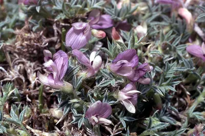 Spiny milkvetch
