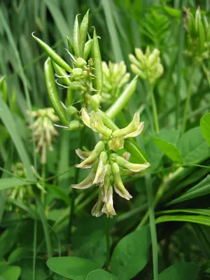 Wild licorice