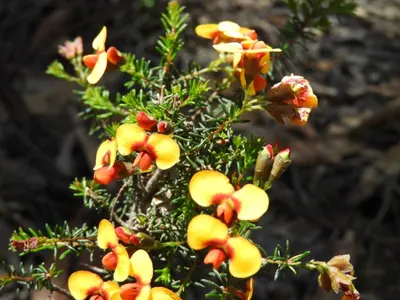Dillwynia phylicoides
