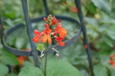 Scarlet runner
