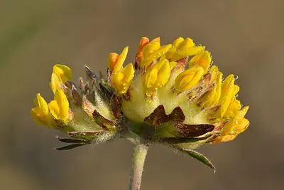 Common kidneyvetch
