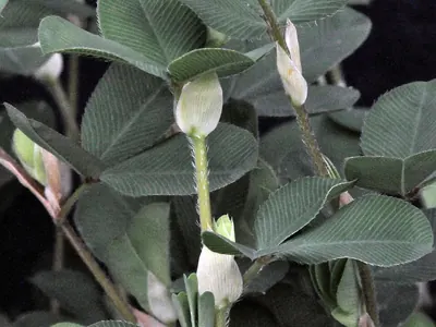 Korean clover