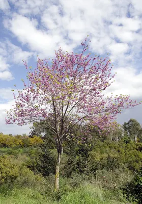 Judas-tree