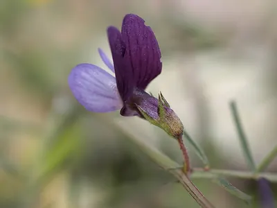 Angled pea