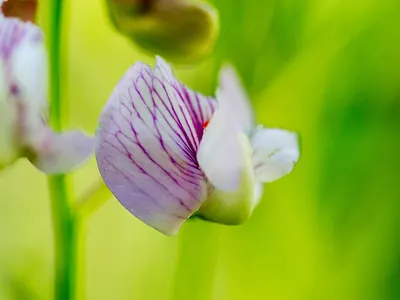 Nevada pea
