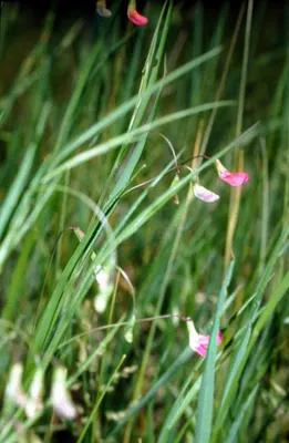 Grass Vetchling