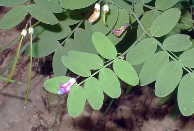 Black Pea