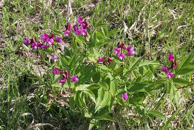 Spring vetchling