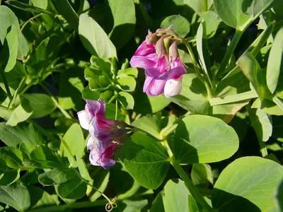 Sea pea