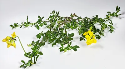Common Bird's-foot-trefoil