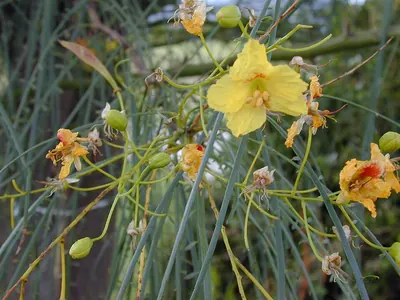 Jerusalem thorn
