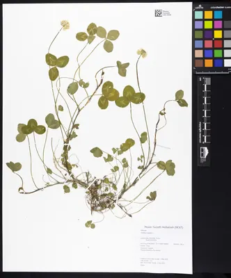 White Clover