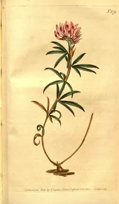 Lupine clover