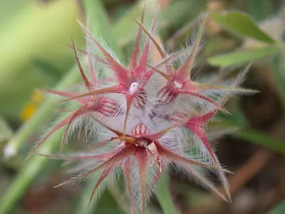 Star clover