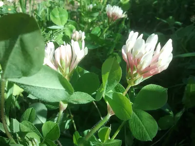 Shield clover