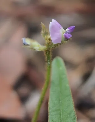 Glycine