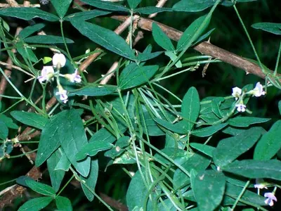 Glycine