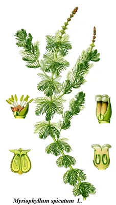 Spiked Water-milfoil