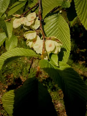 Wych Elm