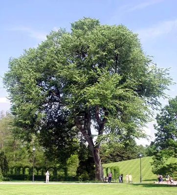 American elm