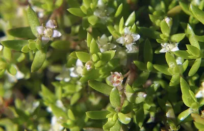 New Zealand Pygmyweed