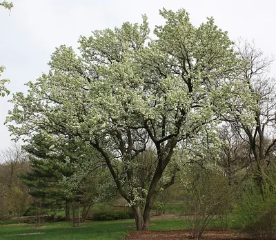 Bradford pear